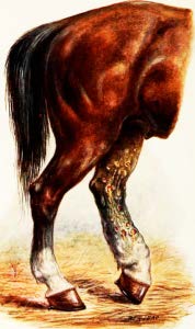 horse butt