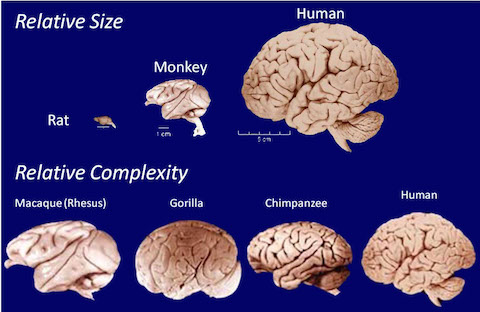 brain size