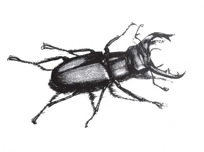 beetle
