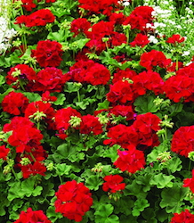 geraniums