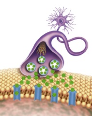 neurons connecting via synapses
