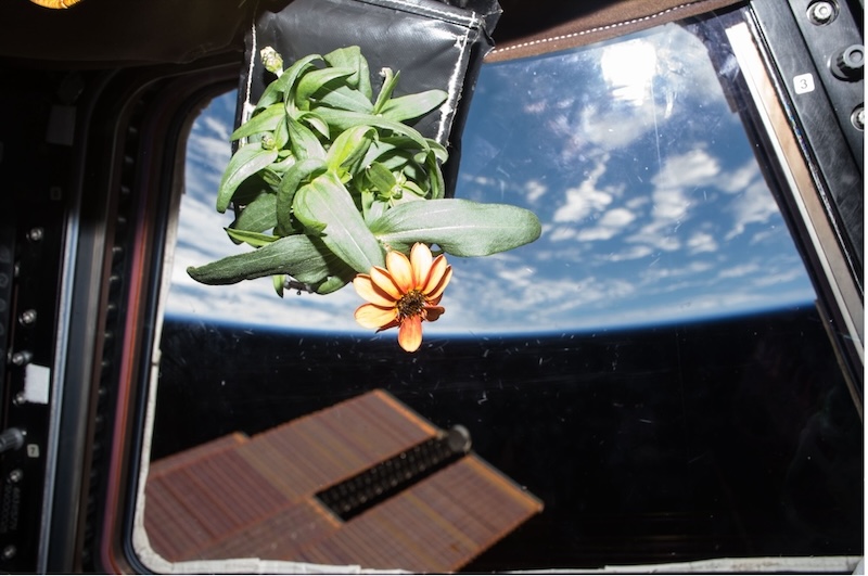 Zinnia shown in the ISS Cupola.