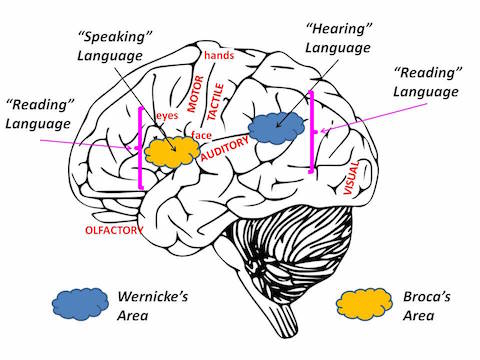 brain size